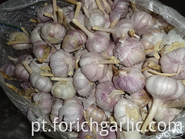 Normal White Garlic Fresh